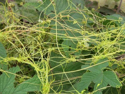 无根藤草的功效与作用   无根藤的好处