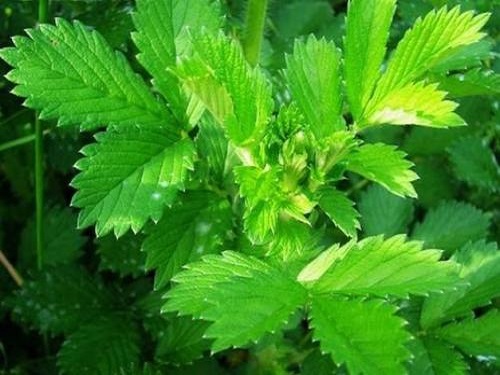 仙鹤草的功效与作用及禁忌