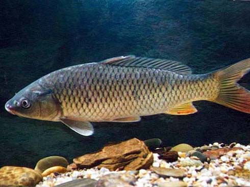 草鱼和鲤鱼的区别草鱼和鲤鱼哪个好吃