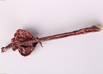 【鹿鞭】鹿鞭膏的功效与作用_鹿鞭怎么吃_鹿