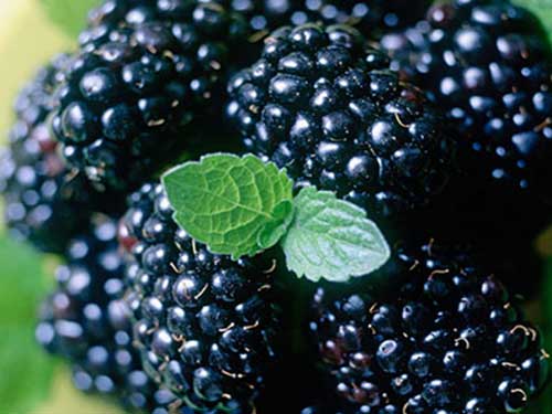 什么食物的花青素含量较高