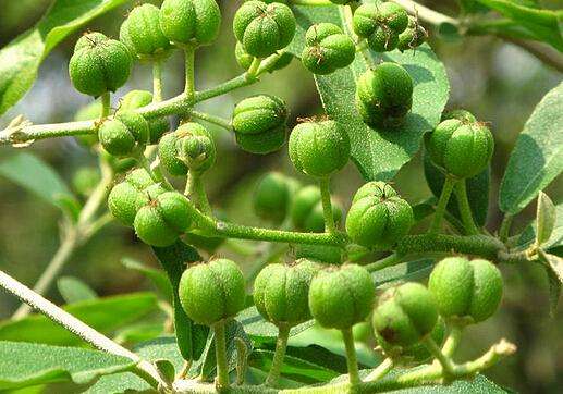「巴豆」巴豆的功效与作用-巴豆可以缓解便秘吗-巴豆是什么_知识百科